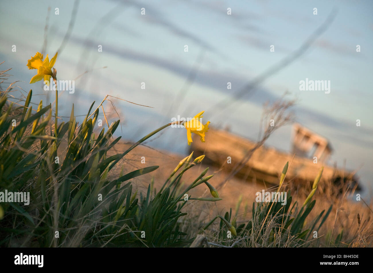 Profundidad del campo de visión narcisos (narcissus pseudonarcissus) Foto de stock