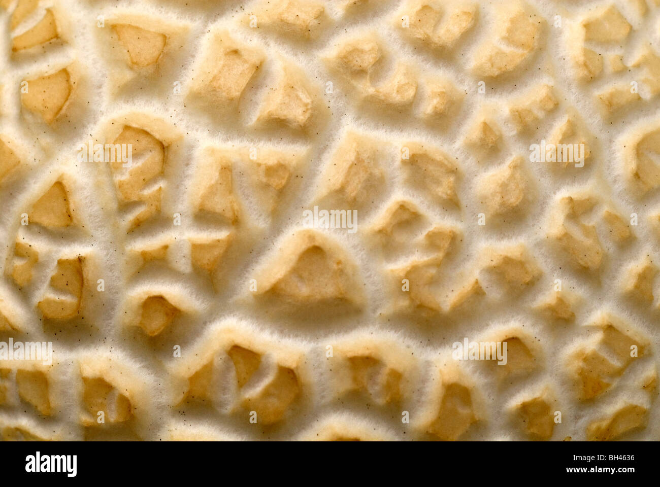 Gill de hongos en estrecha mostrando el patrón de superficie y textura. Foto de stock
