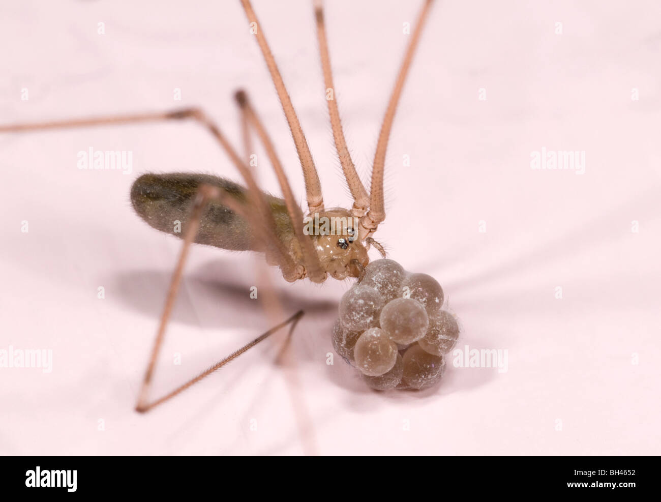 Bodega o araña Daddy Long-piernas araña (Pholcus phalangioides). Imagen Macro de mujeres llevando saco de huevos. Cuarto de baño en casa. Foto de stock