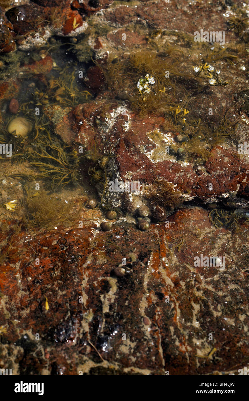 Diversas algas en roca piscina. Foto de stock