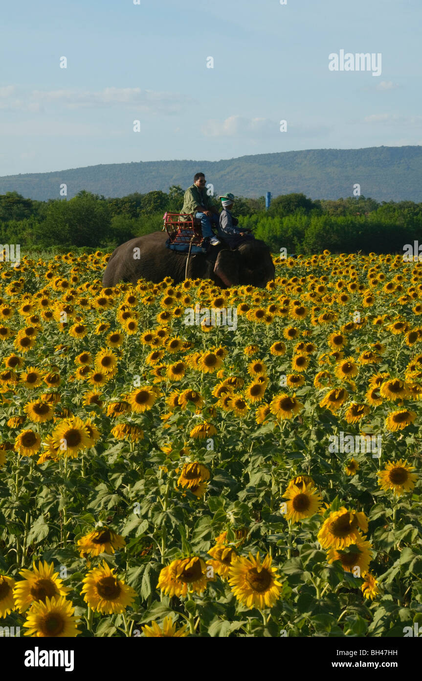 Paseo del elefante en los campos de girasoles, cerca de Saraburi Tailandia  Fotografía de stock - Alamy