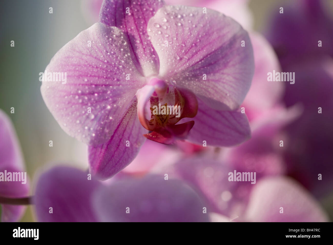 Orquídea De Agua Fotos e Imágenes de stock Alamy