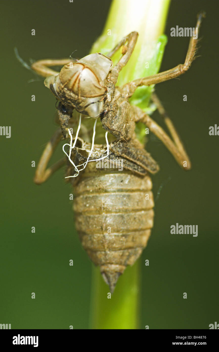 Una libélula ninfa caso Reed en un tallo. Foto de stock