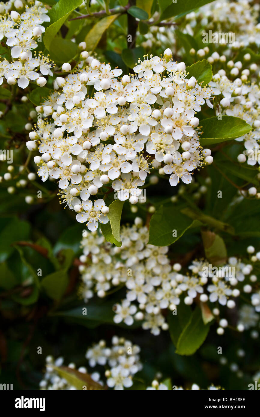 Pequeñas flores blancas pyracantha firethorn (Pyracantha coccinea) Foto de stock