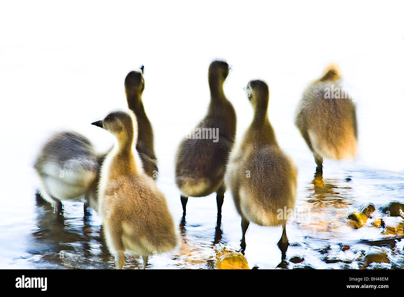 Embrague de graylag goose (Anser anser) goslings probar el agua en la orilla del lago. Foto de stock