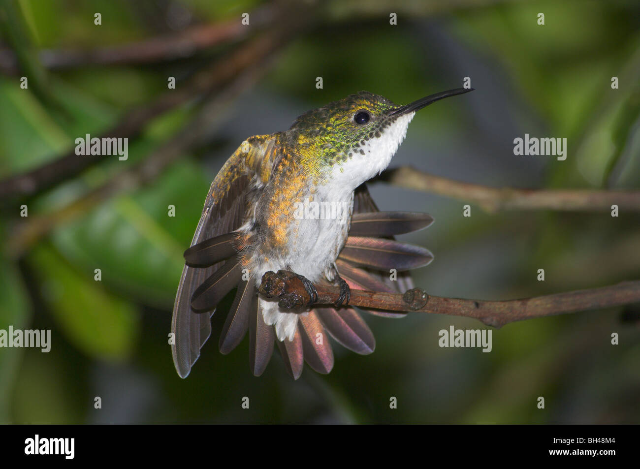 Historia natural del colibrí fotografías e imágenes de alta resolución