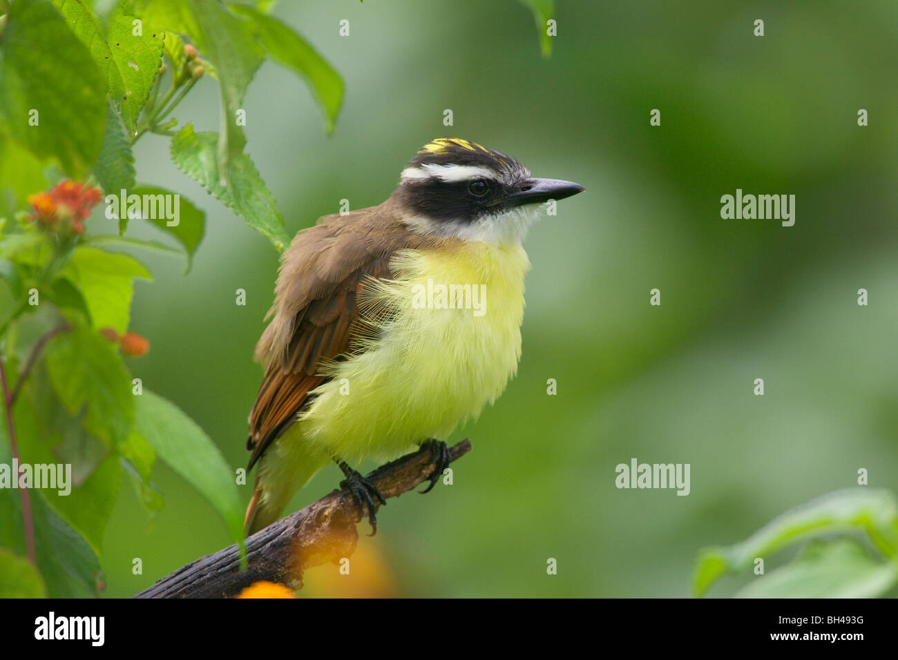 Gran Kiskadee (Pitangus sulfuratus) en medio de la vegetación tropical. Foto de stock