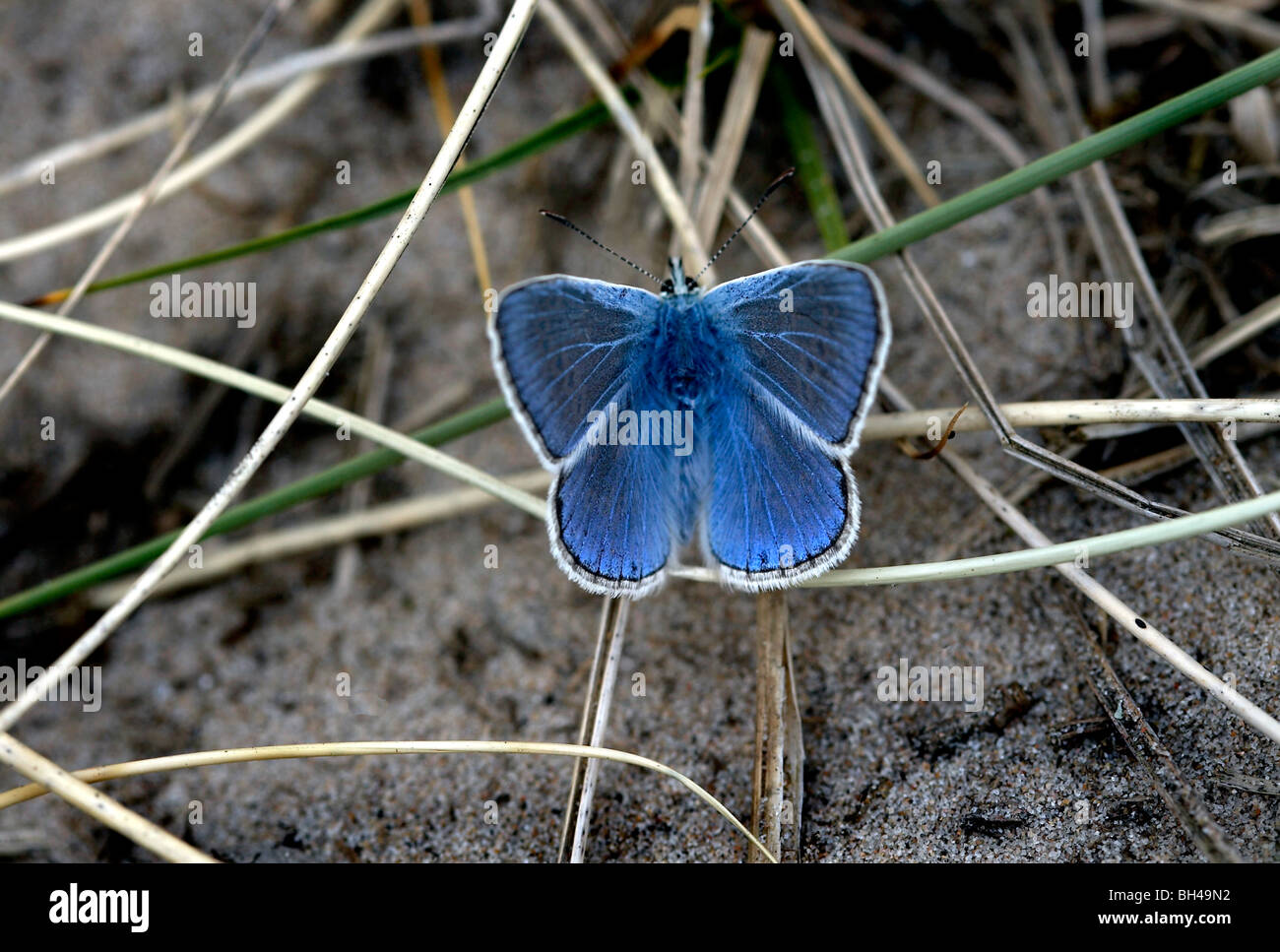 Pequeña mariposa azul (Cupido minomus) en el suelo. Foto de stock