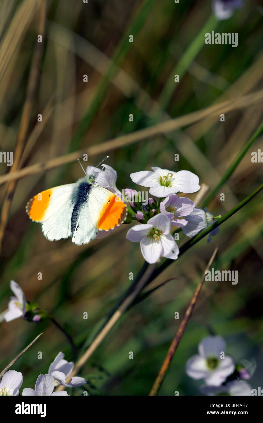 Punta anaranjada (mariposa Anthocharis cardamines) en flores de cuco. Foto de stock