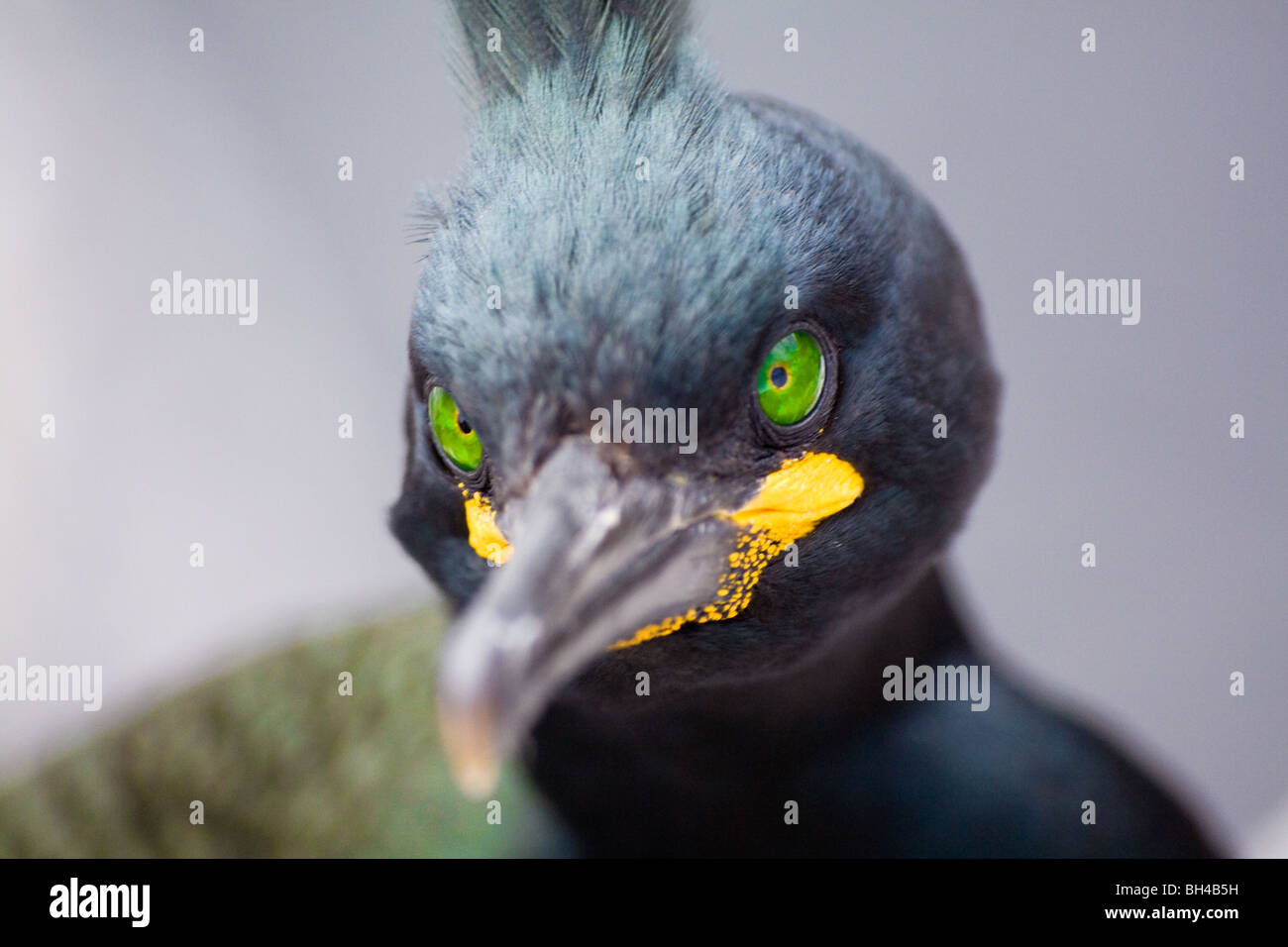 Las aves de las Islas Farne Inglaterra Northumberland cormoranes Foto de stock