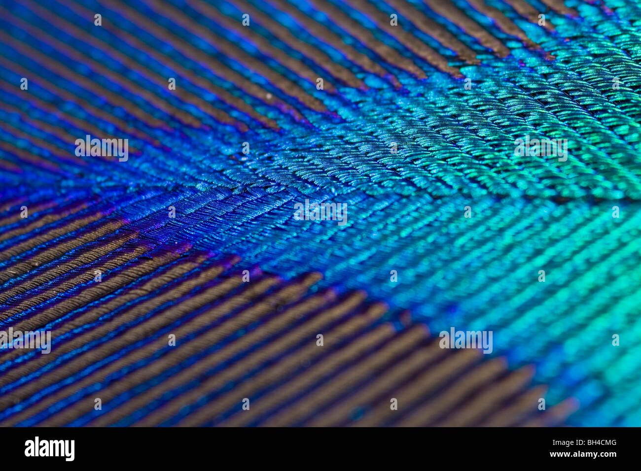 Una macro en forma de V de la composición de un verde-azul iridiscente plumaje de pavo real. Foto de stock
