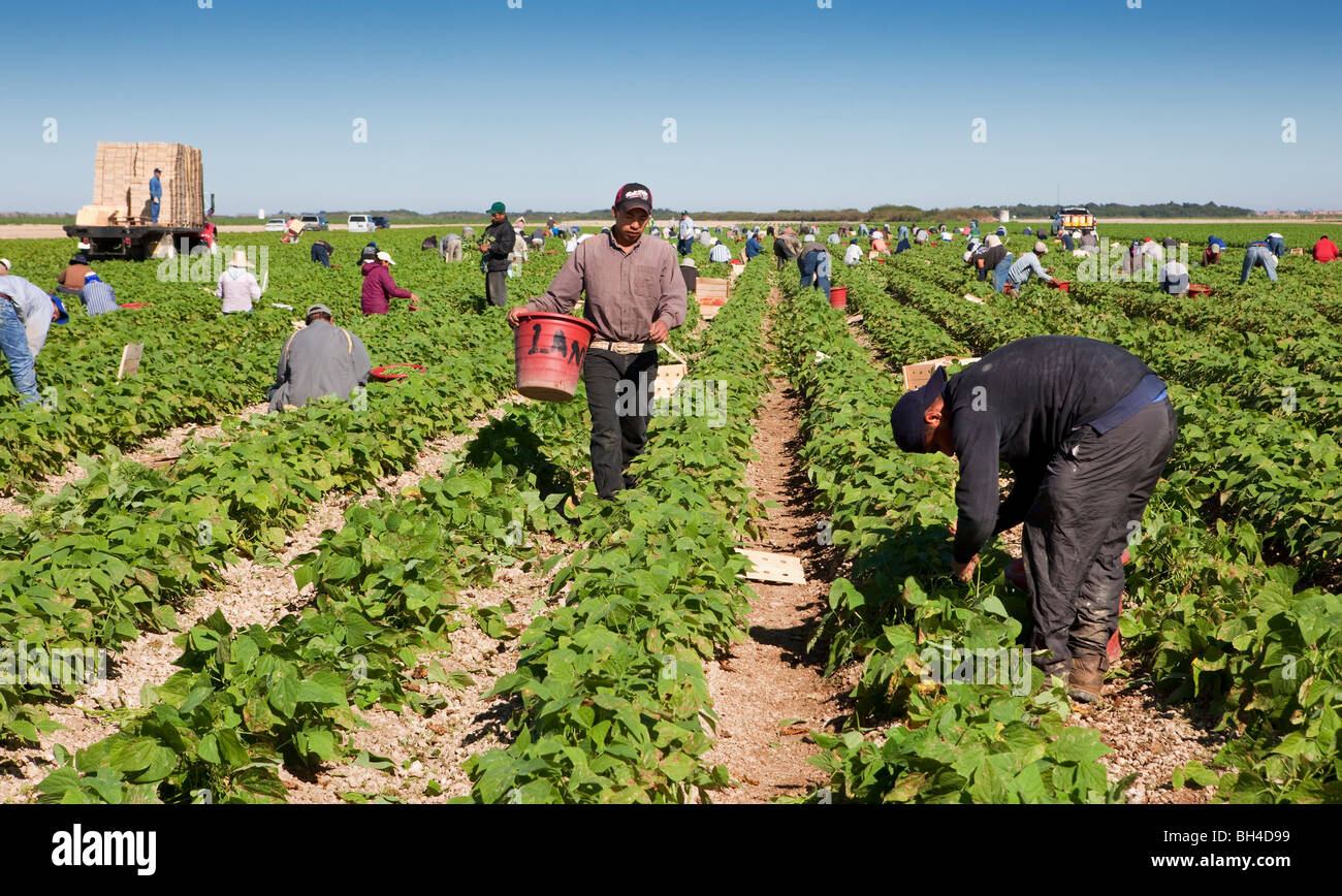 Recogiendo los frijoles, la mano de obra migrante, en el sur de la Florida la agricultura Foto de stock