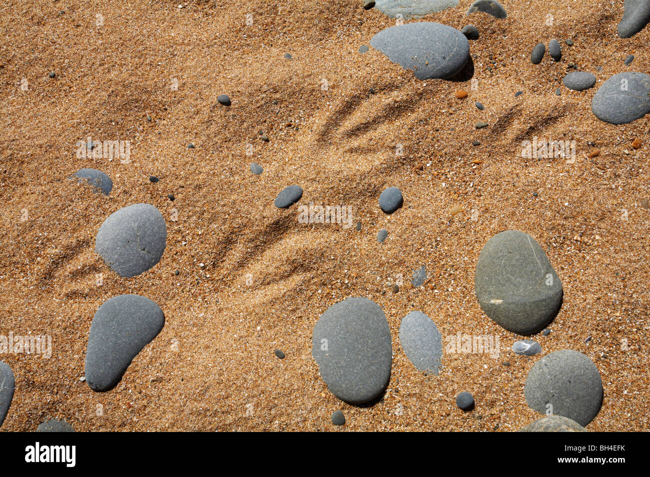 Huellas de los pingüinos de ojos amarillos (Megadyptes antipodes) y guijarros en la arena en el verano en la playa, tupida Oamaru. Foto de stock