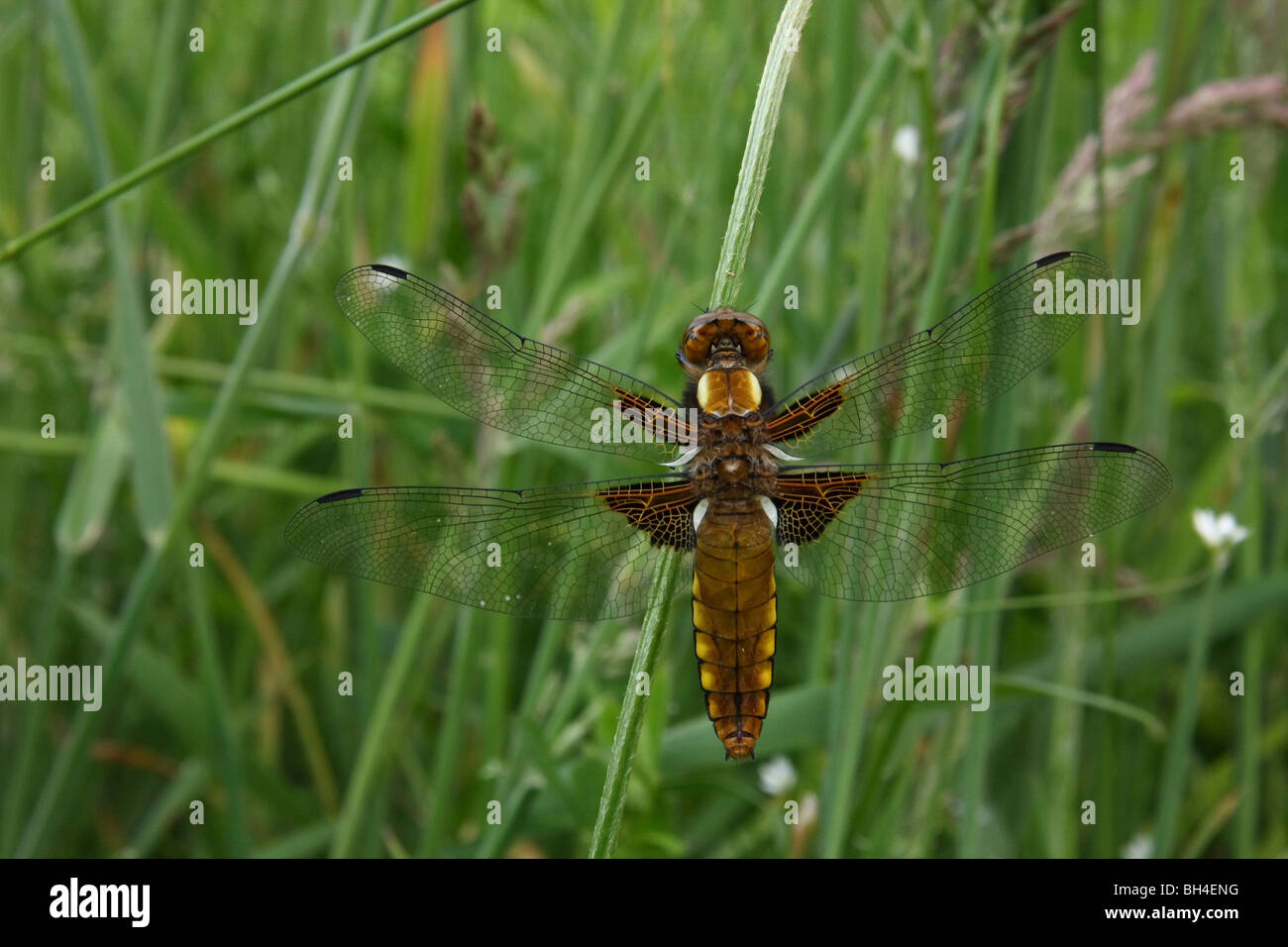 Hembra de cuerpo amplio chaser dragonfly (Libellula depressa) descansando en un tallo de hierba en la noche. Foto de stock
