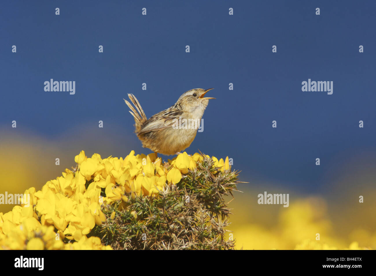 Hierba de las Falkland wren (Cistothorus platensis falklandicus) cantar en el tojo a Bush en la isla de despojos. Foto de stock