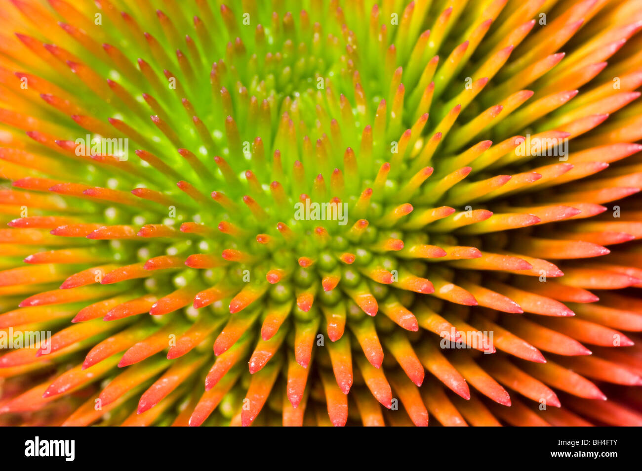 Cerrar el resumen de la estructura del centro de punta de coneflower (Echinacea "Kim rodilla-alta"). Foto de stock