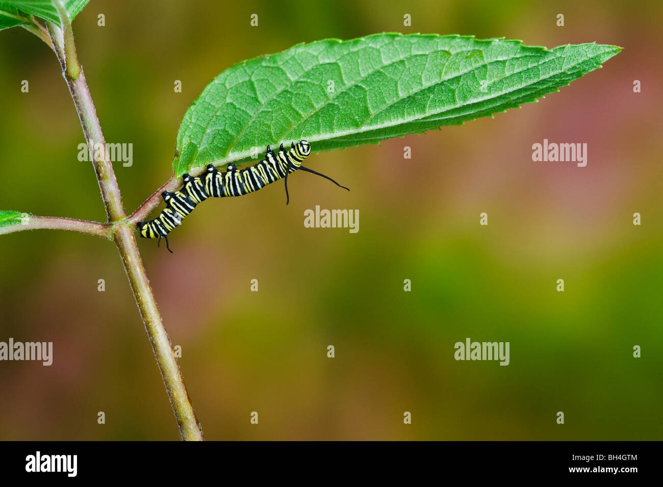 La oruga de la mariposa monarca en la hoja, preparándose para la transformación de larva a pupa, Nova Scotia. Serie de 4 imágenes Foto de stock