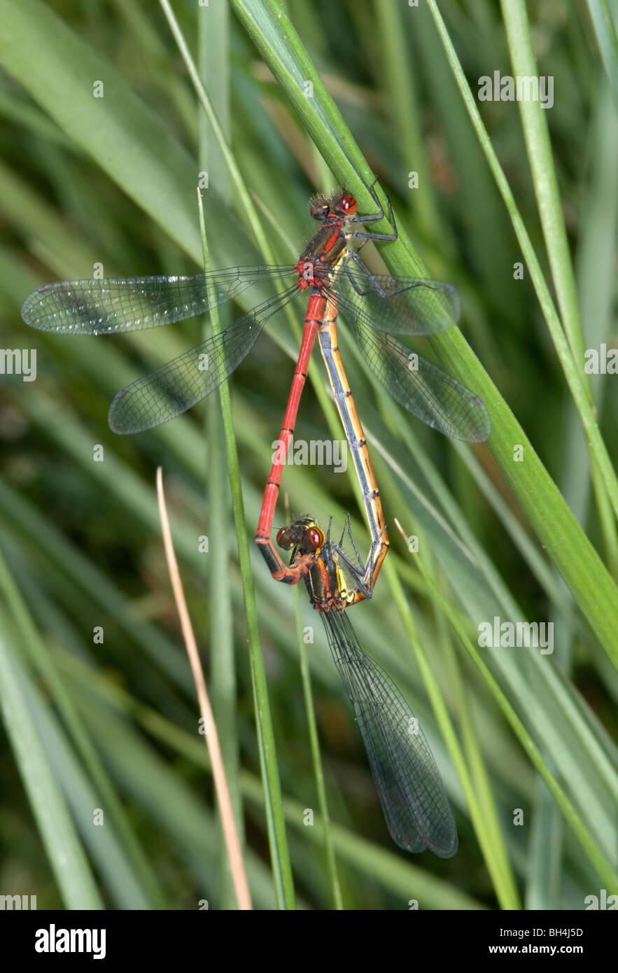 Cerca de un par de acoplamiento rojo grande (damselflies Pyrrhosoma nymphula) en hierba larga cerca de la costa. Foto de stock