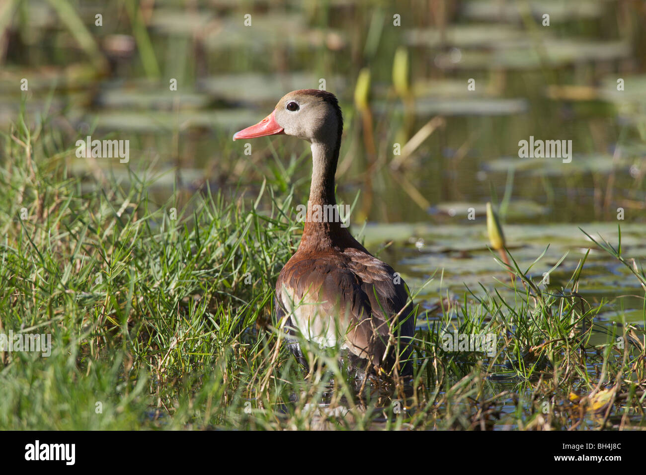 Curva negro silbido pato (Dendrocygna autumnalis) en la vegetación. Foto de stock