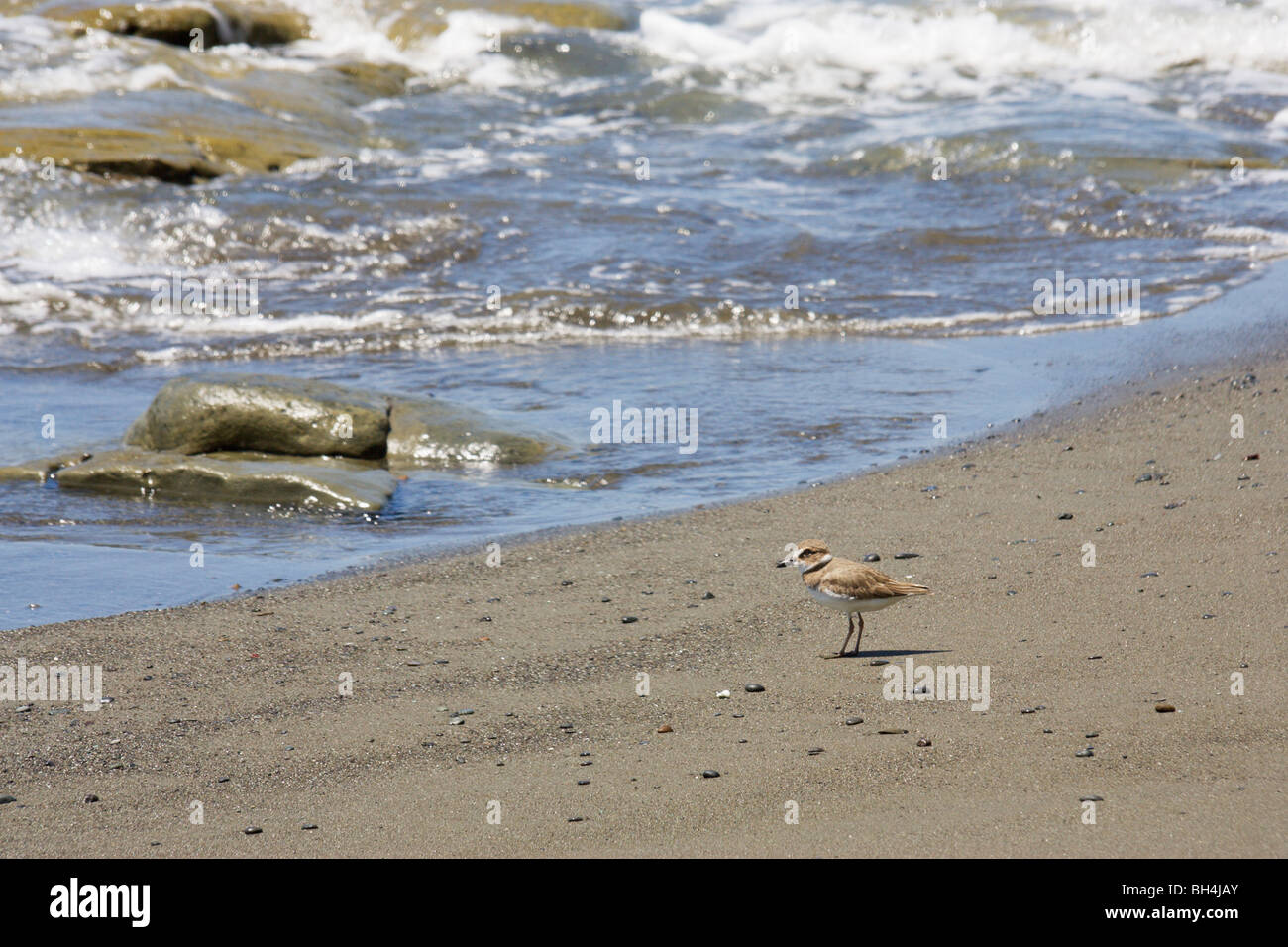Playa Pavones Costa Rica con semi-palmated patinegro (Charadrius semipalmatus). Foto de stock