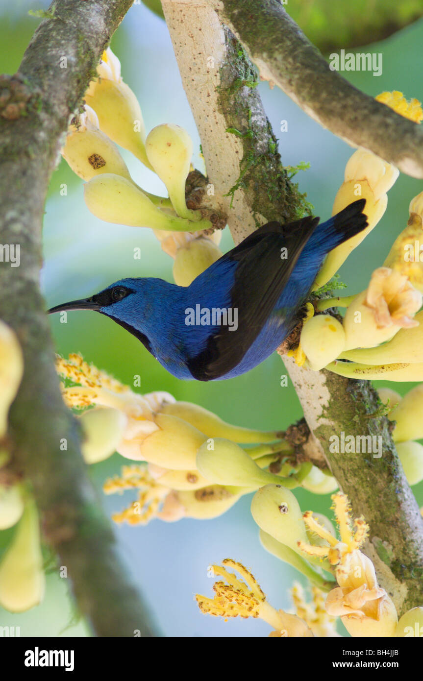 El mielero brillante masculina (Cyanerpes lucidus) en un árbol. Foto de stock