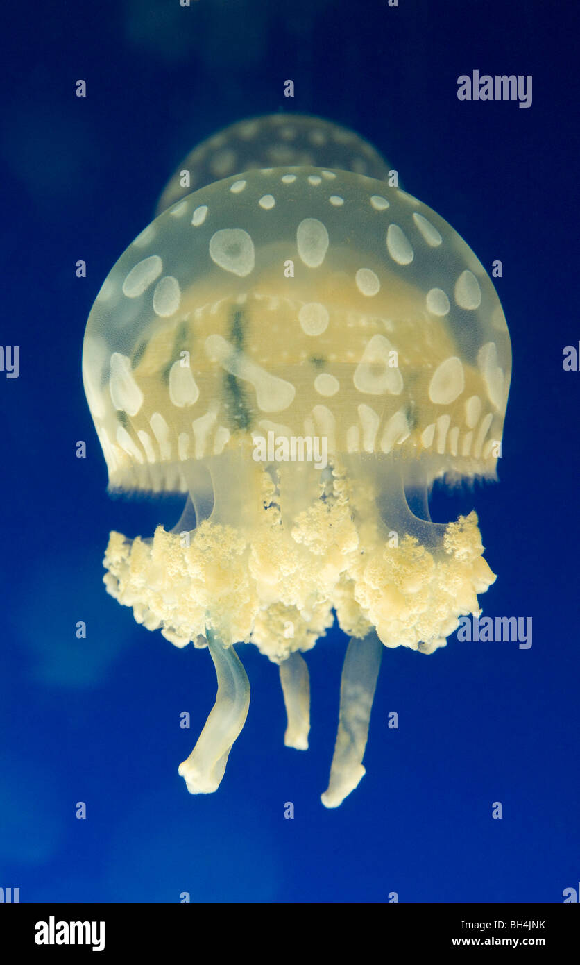 Laguna manchados o medusas en un acuario Foto de stock