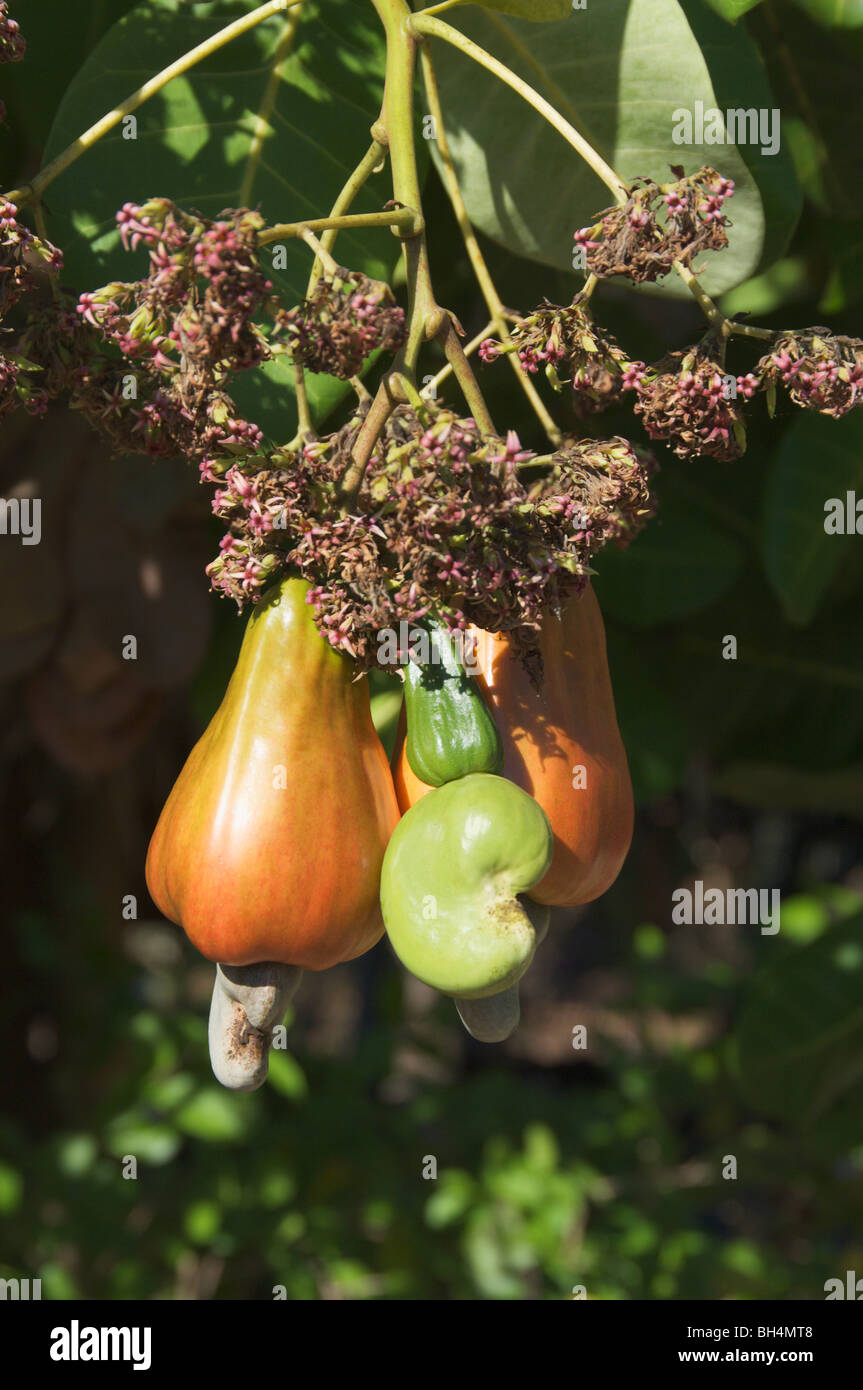 Las nueces de anacardo (Anacardium occidentale o curatellifolium). Foto de stock