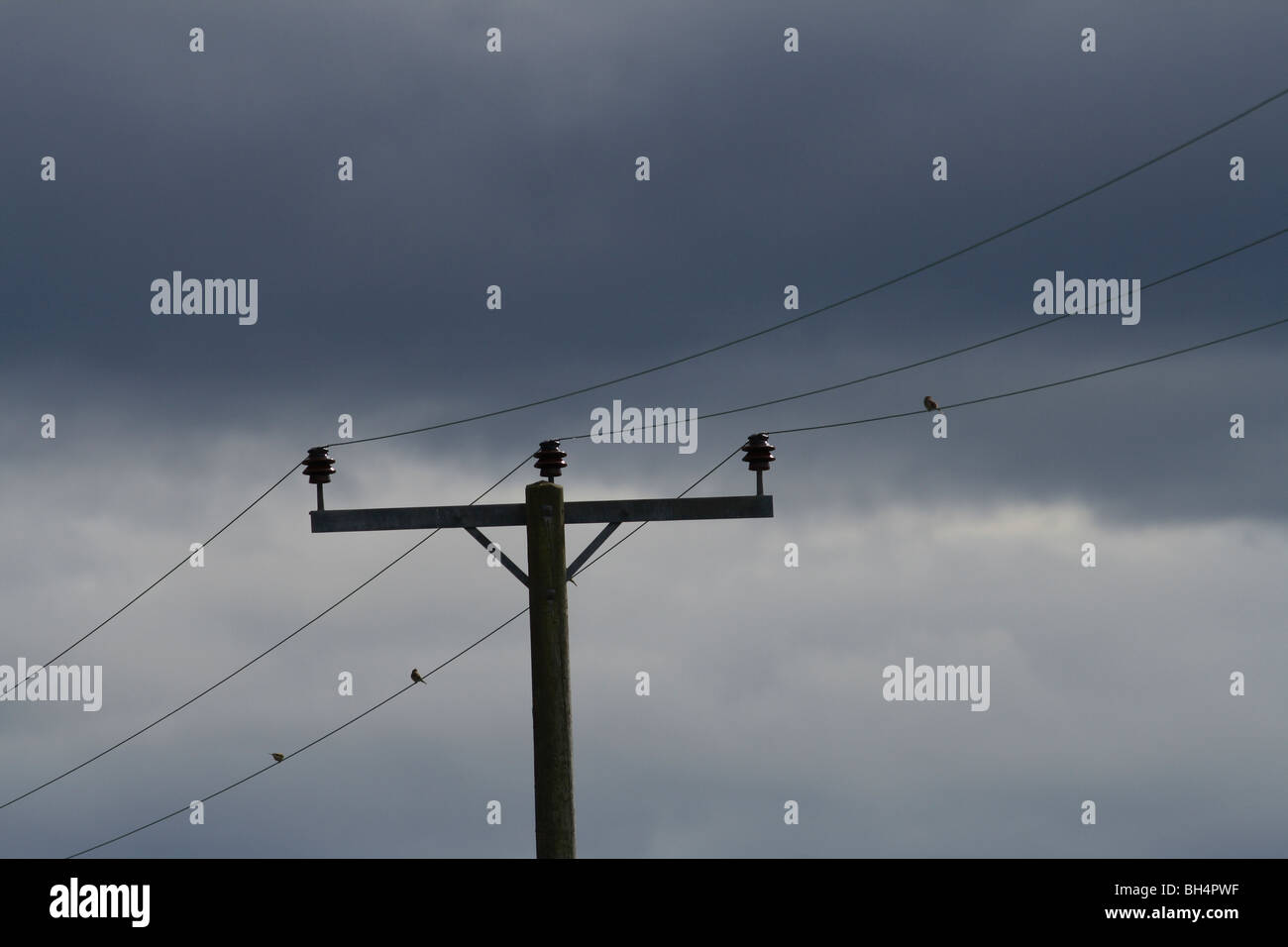 Martins (Delichon urbica casa) sentados en líneas de transmisión de alto voltaje con dramáticas nubes de tormenta. Foto de stock
