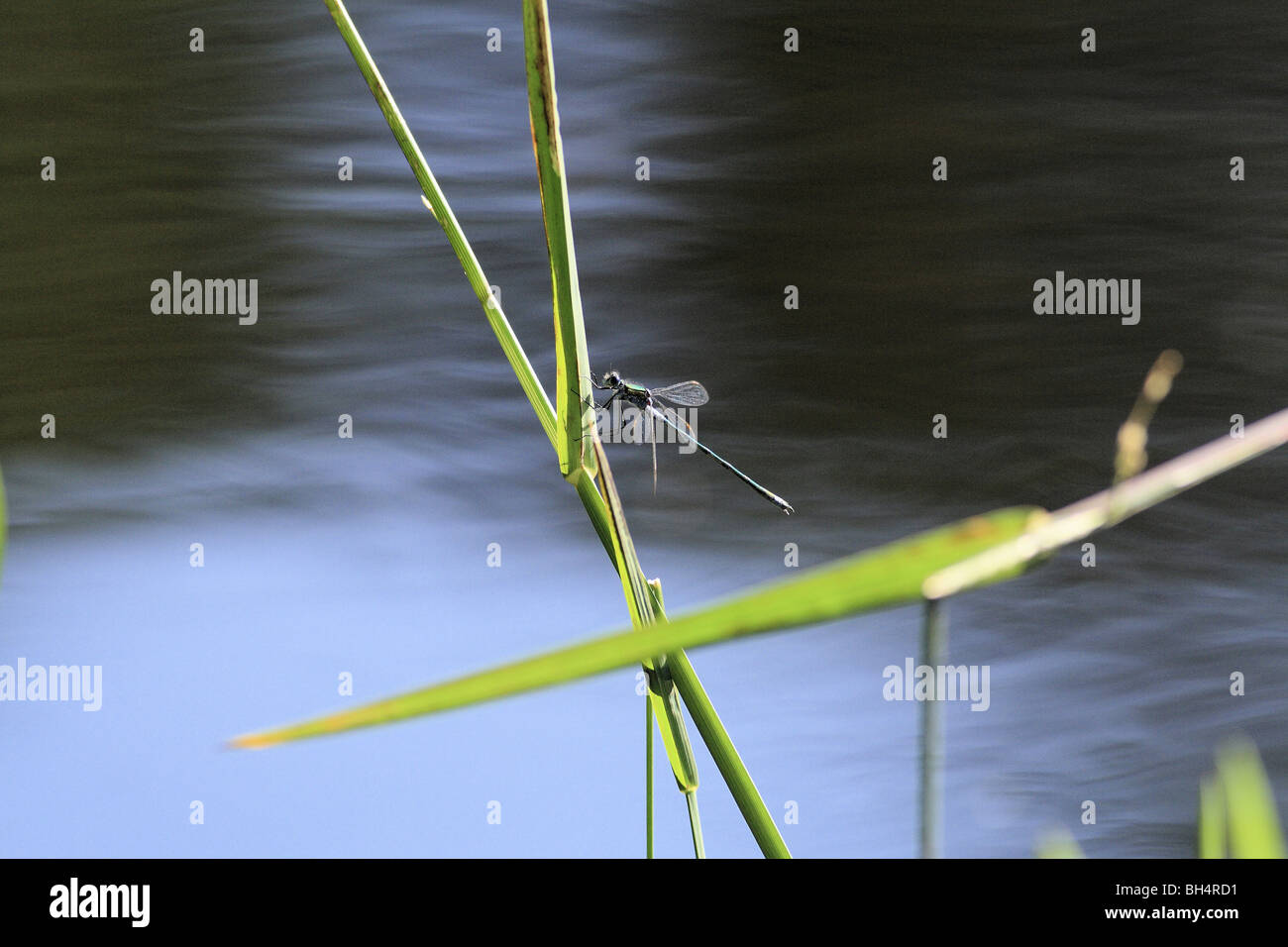 Común, Damselfly Enallagma cyathigerum azul Foto de stock