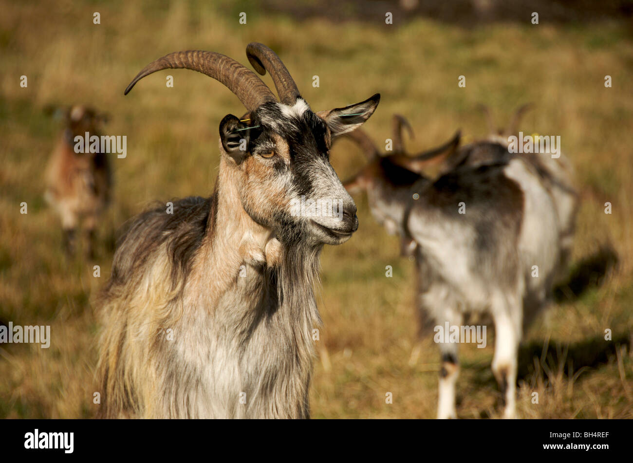 Cerca de un macho cabrío en un campo de cabras Foto de stock