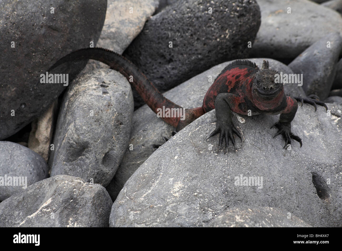 Iguana marina de Galápagos (Amblyrhynchus cristatus venustissimus) Espanola Isla Foto de stock