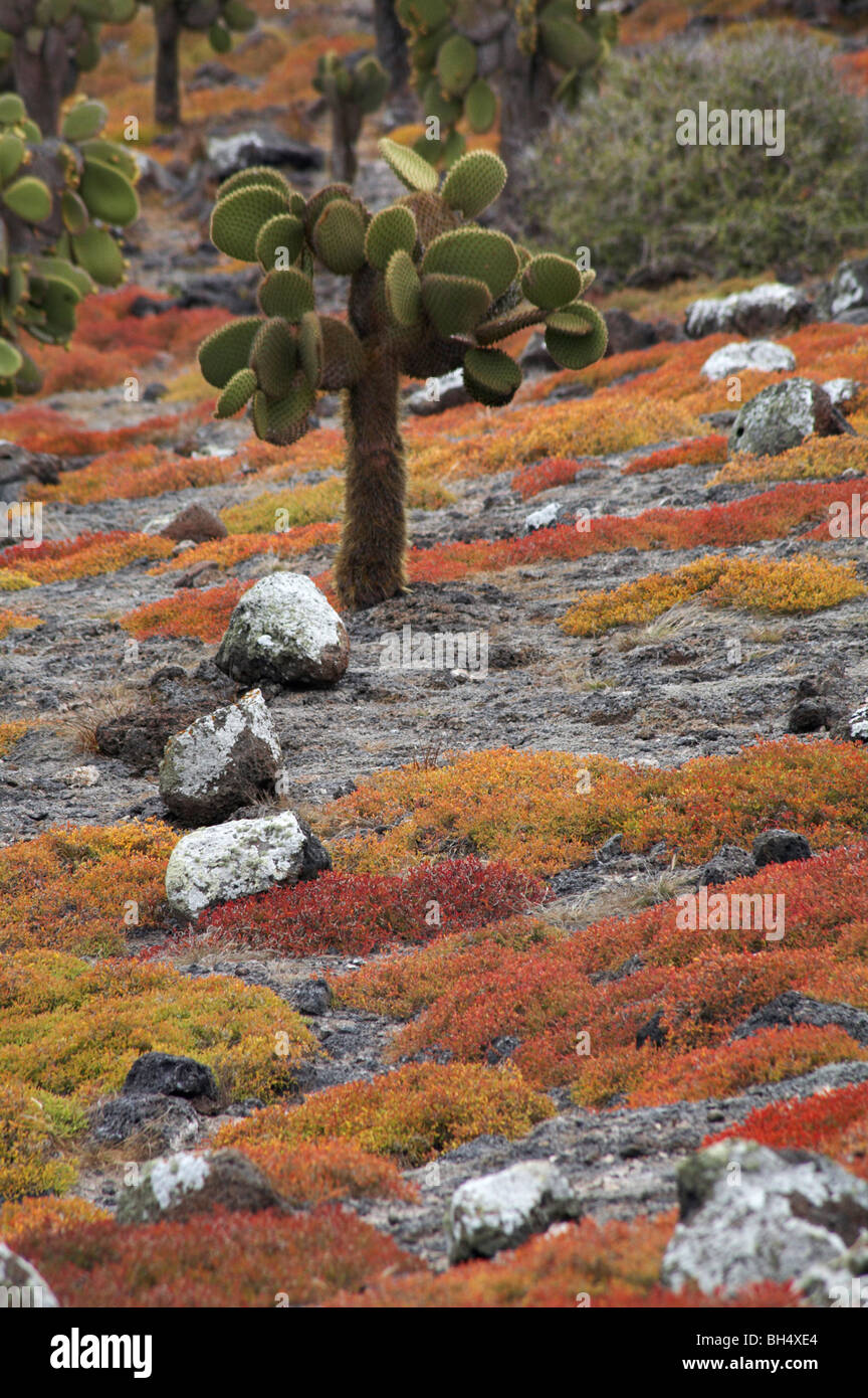 Nopal (Opuntia spp.) en Galápagos echios var echios carpetweed (Sesuvium edmonstonei) Foto de stock