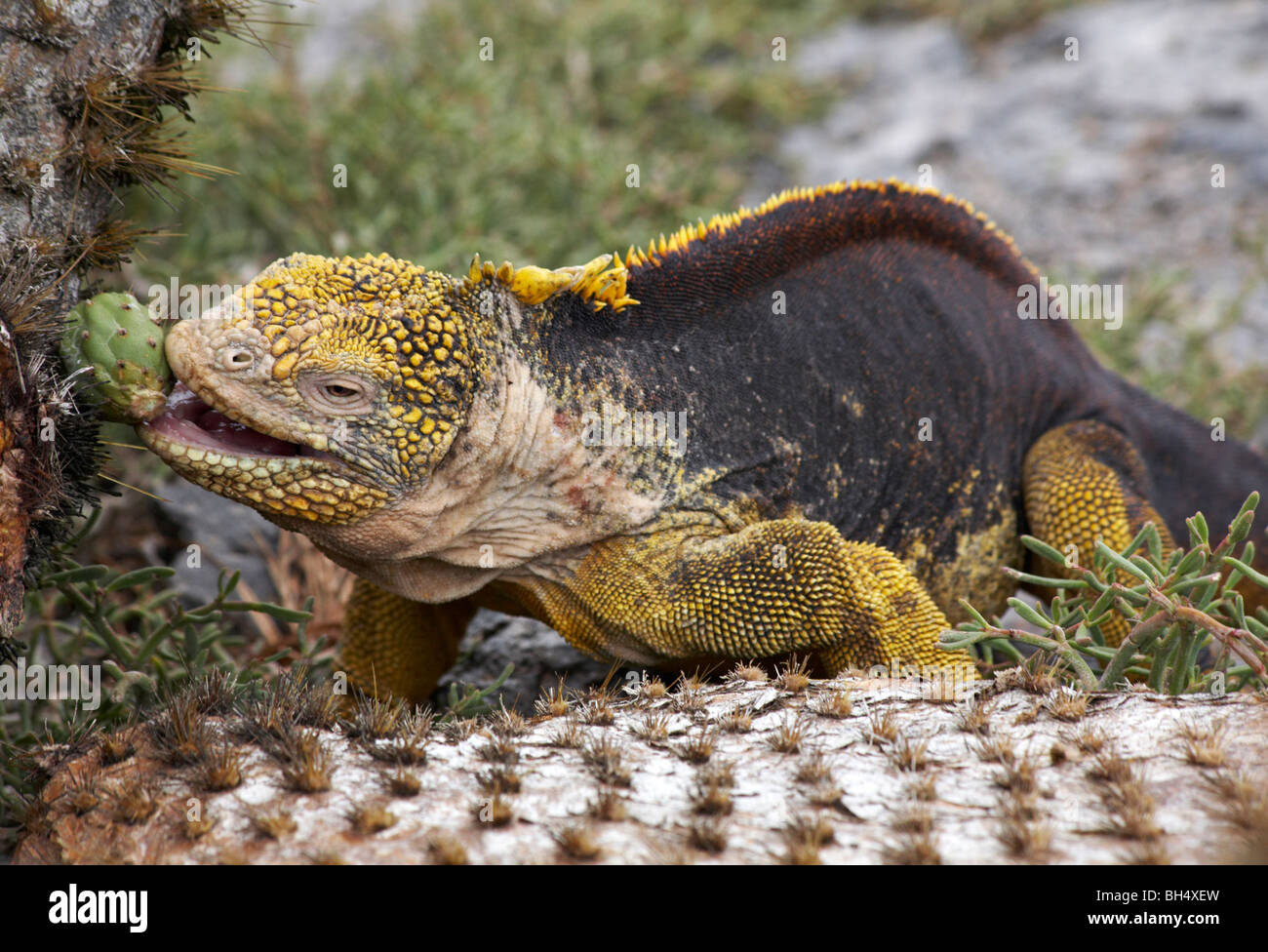 Iguanas terrestres (Conolophus subcristatus) lánguida gigante nopal (Opuntia echios var echios spp) Foto de stock