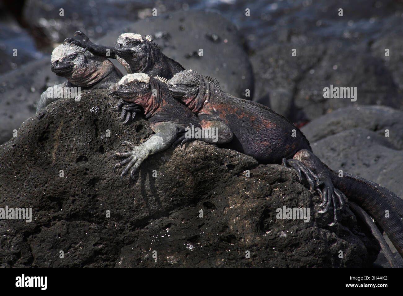 Las iguanas marinas de las Galápagos (Amblyrhynchus cristatus venustissimus) Ecuador Foto de stock