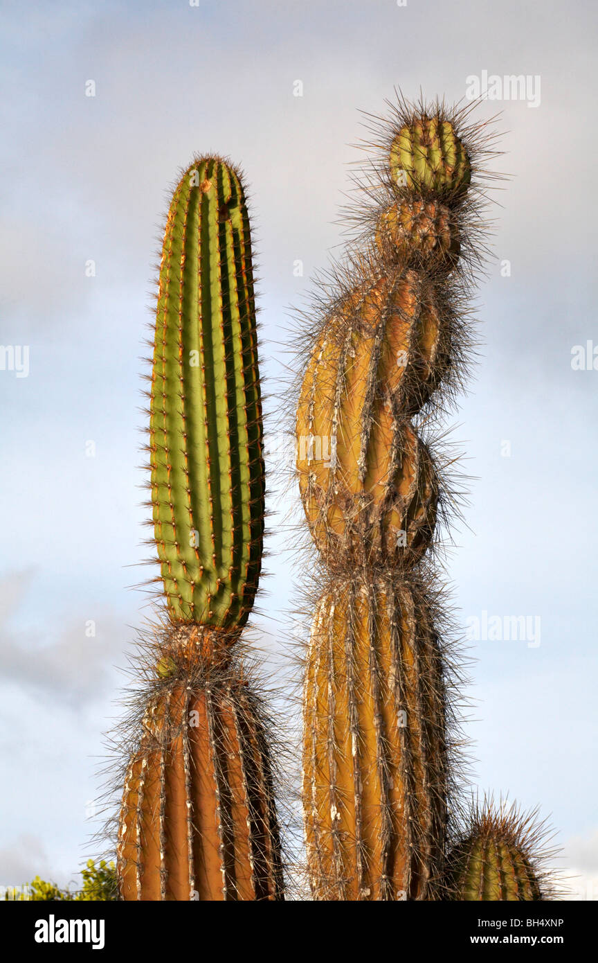 Close-up de cactus candelabro (Jasminocereus thouarsii var delicatus) en Dragon Hill, Isla Santa Cruz. Foto de stock