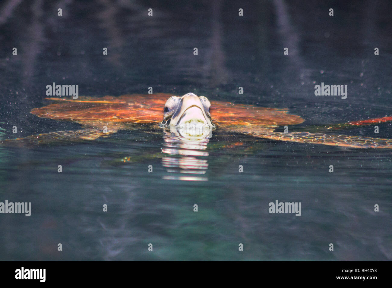 Pacífico Galápagos tortuga verde (Chelonia mydas agassisi) metiendo la cabeza hacia arriba Foto de stock