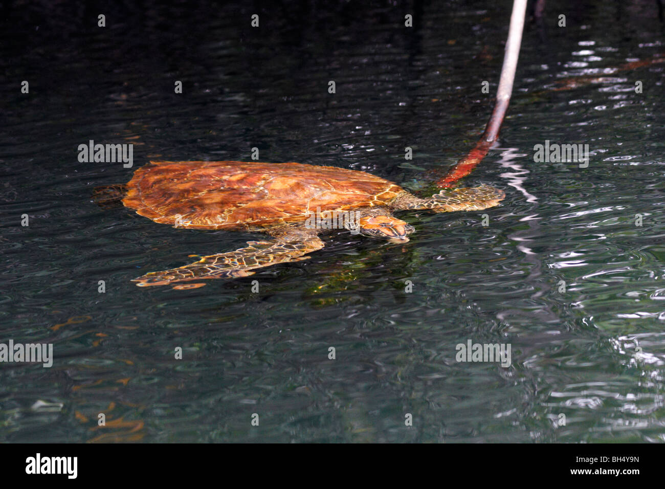 Pacífico Galápagos tortuga verde (Chelonia mydas agassisi) natación Foto de stock