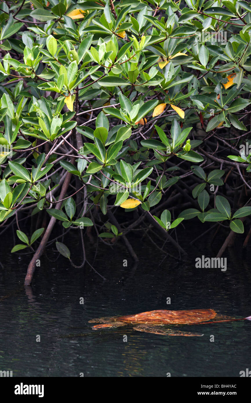 Pacífico Galápagos tortuga verde (Chelonia mydas agassisi) natación Foto de stock