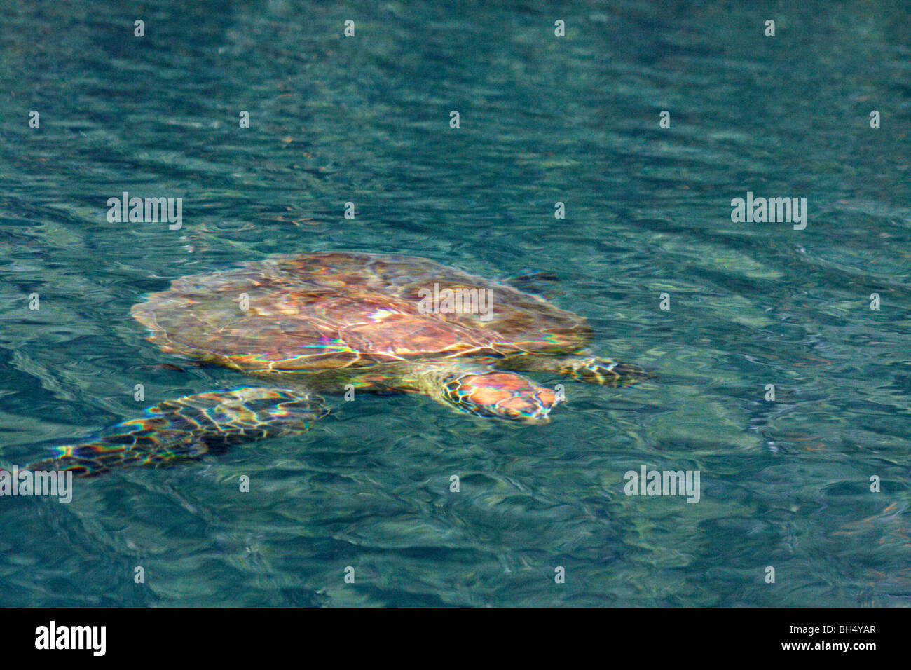 Pacífico Galápagos tortuga verde (Chelonia mydas agassisi) natación Foto de stock