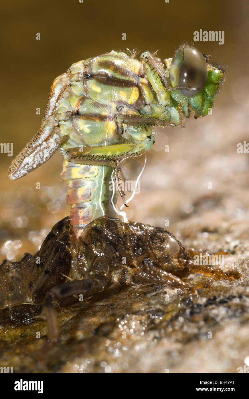 La metamorfosis de la libélula pincertail grande (Onychogomphus uncatus) Foto de stock