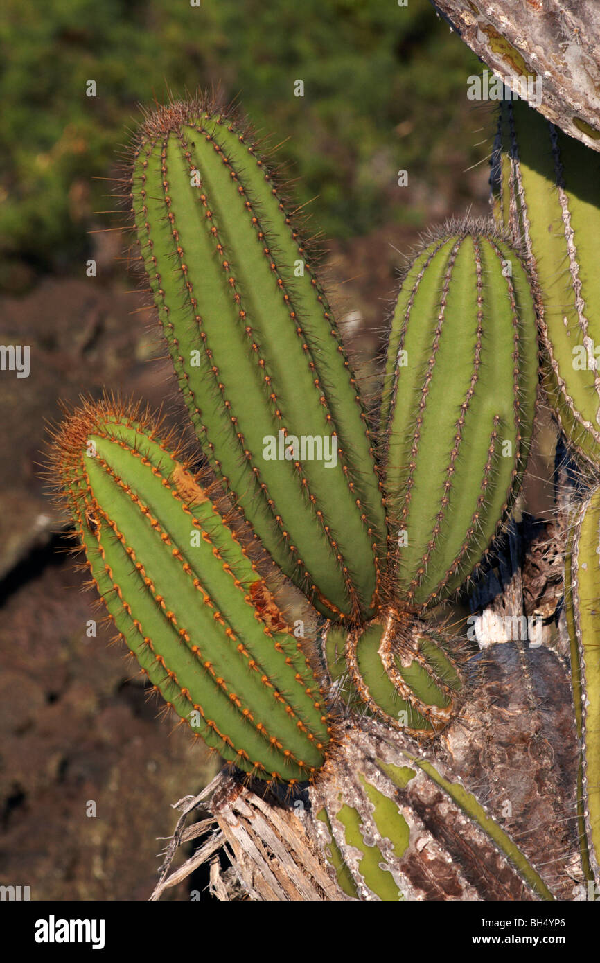 Cactus candelabro (Jasminocereus thouarsii var delicatus) Punta Moreno Foto de stock