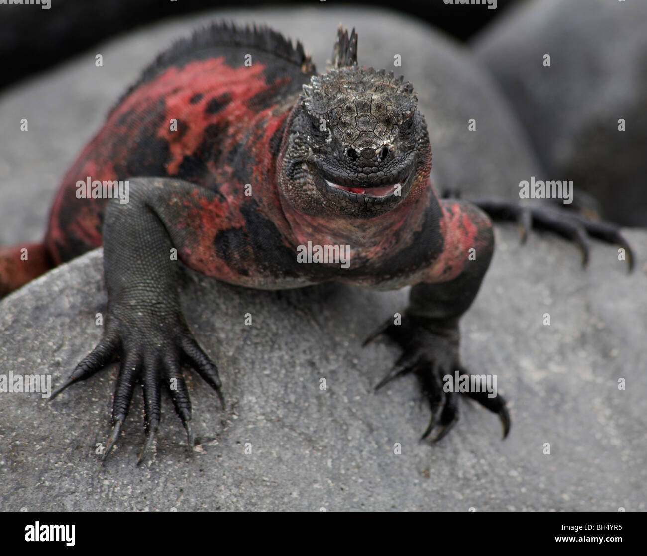 Iguana marina de Galápagos (Amblyrhynchus cristatus venustissimus) Espanola Isla. Foto de stock
