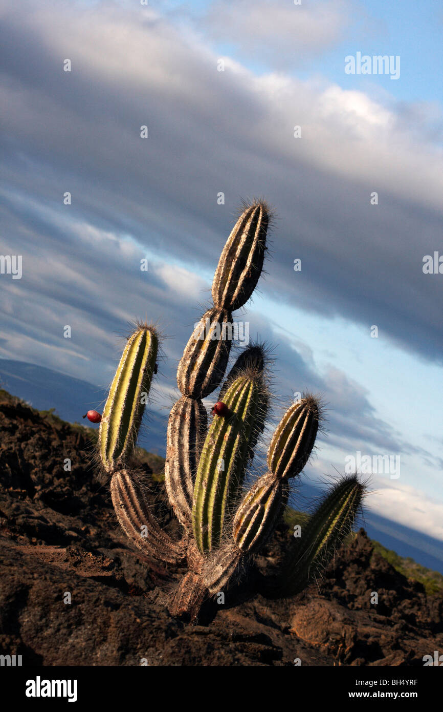 Cactus candelabro (Jasminocereus thouarsii var delicatus) crece entre los campos de lava en Punta Moreno, Isla Isabela. Foto de stock