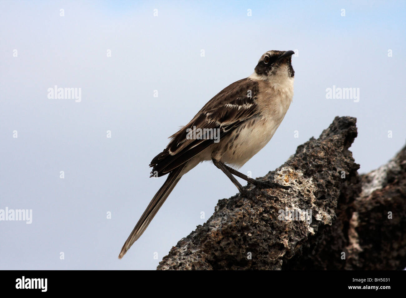 Mockingbird (Nesomimus parvulus) se situó en las rocas en la playa de la Bahía Darwin, Isla Genovesa, Galápagos, Ecuador en septiembre Foto de stock