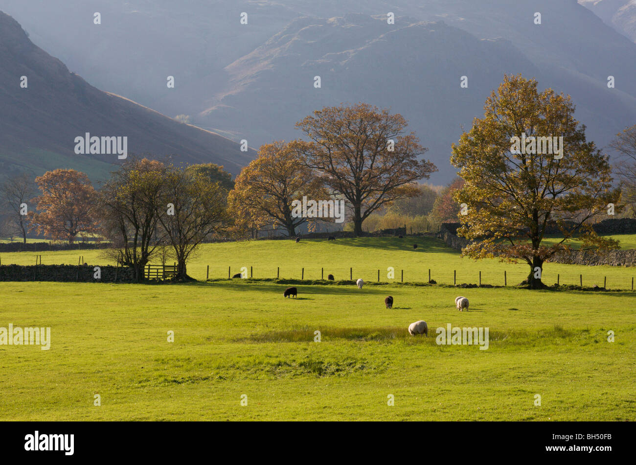 Los campos con el pastoreo de ovejas en gran Langdale en el Lake District. Foto de stock