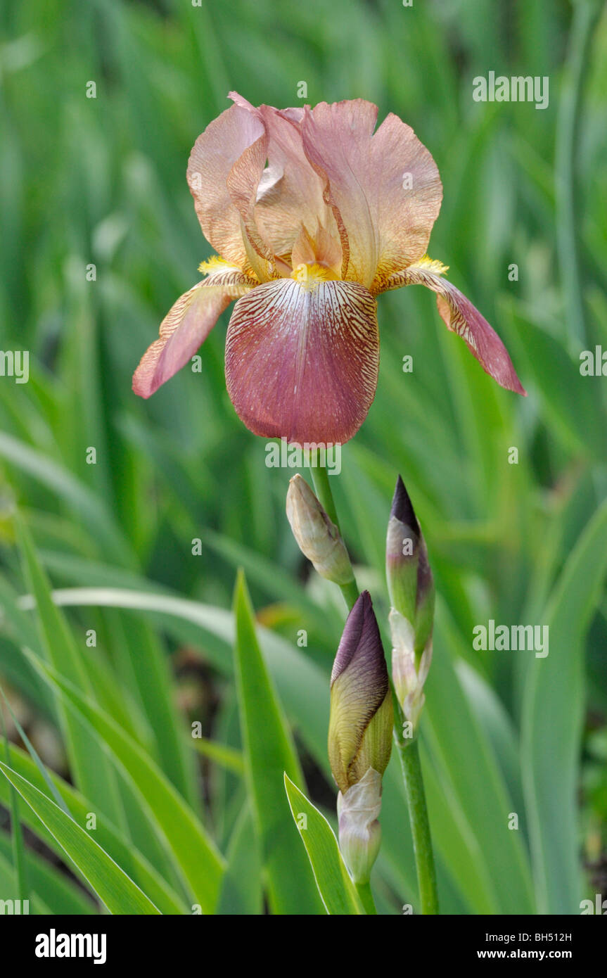 Tall barbada (iris barbata elatior 'gustel') Foto de stock
