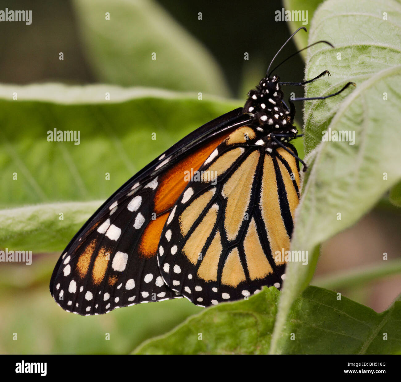 Mariposa monarca (Danaus plexippus) apoyado en la hoja en septiembre. Foto de stock