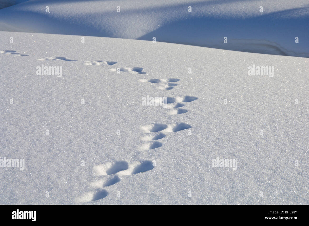 Las huellas en la nieve profunda. Foto de stock