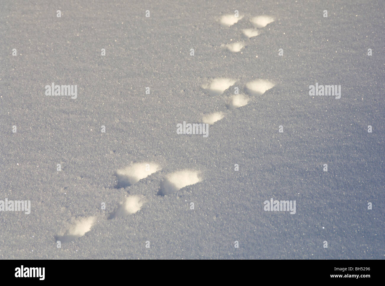 Las huellas en la nieve profunda. Foto de stock