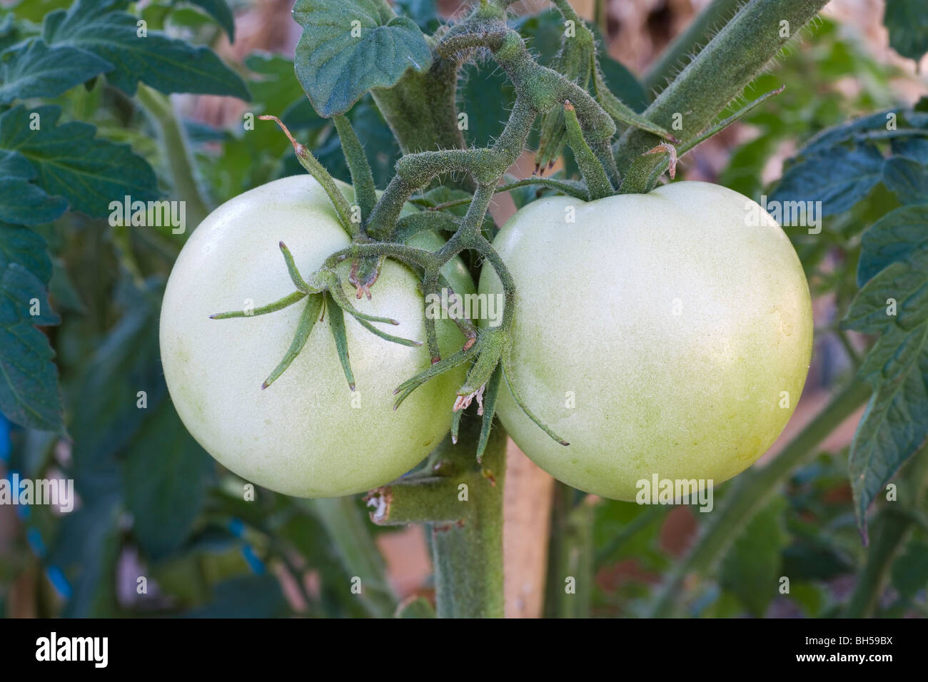 La maduración de los tomates verdes con las flores marchitas listo para desarrollar nuevos frutos. Foto de stock